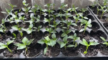 Toprağa karşı plastik kalıplı dolma biber tohumları.