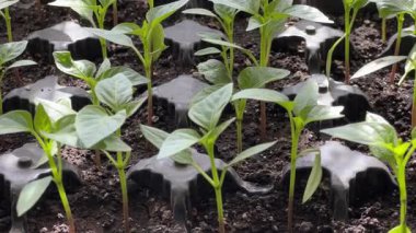 Toprağa karşı plastik kalıplı dolma biber tohumları.