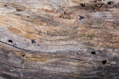Kısmen çürümüş ağaç gövdesinin kabuğu olmayan parçası güneşli bir akşamda yerde yatan çatlaklarla kaplı.