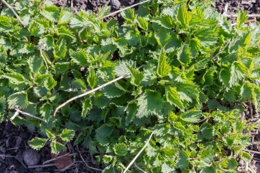 Urtica dioica 'nın çalıları, aynı zamanda geçen yılın kuru yaprakları arasında genç yapraklarla ısırgan otu olarak da bilinir. Güneşli bahar akşamlarında, üst manzara
