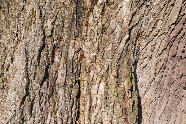 Часть толстого ствола старого черного тополя с грубой потрескавшейся корой в солнечный день крупным планом