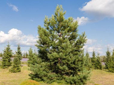 Parktaki bir çayırda, seyrek bir ormanda büyüyen genç çam. Yazın güneşli bir gün. Genç çayırlara ve gökyüzüne karşı.