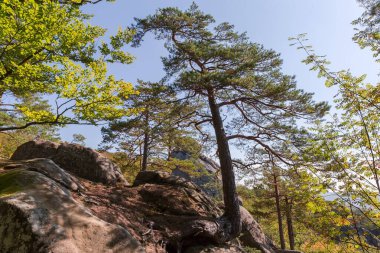 Güneşli bir sonbahar gününde bir dağ ormanında kumtaşından oluşan büyük kayalıkların tepesinde büyüyen eski çamlar.