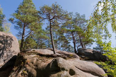 Güneşli bir sonbahar gününde bir dağ ormanında kumtaşından oluşan büyük kayalıkların tepesinde büyüyen eski çamlar.