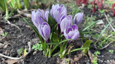 Bulutlu bir günde çiçek açan Crocus vernus çalısı, yakın plan.