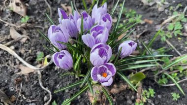 Çiçekli Crocus vernus 'un Bush' u bulutlu günde, üst manzara