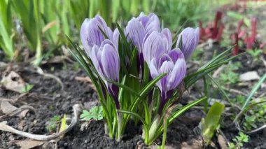 Çiçek açan Crocus vernus 'un çalıları Bulutlu bir günde, alt manzara