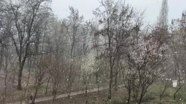 İlkbaharda çiçek açan ağaçlarla dolu bir park.