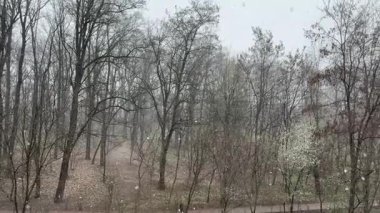İlkbaharda çiçek açan ağaçlarla dolu bir park.