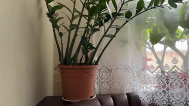 Çiçek saksısında büyüyen ev bitkisi olarak Zamioculcas