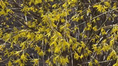 Güneşli bir günde sarı çiçeklerle çiçeklenmiş çiçek dalları.