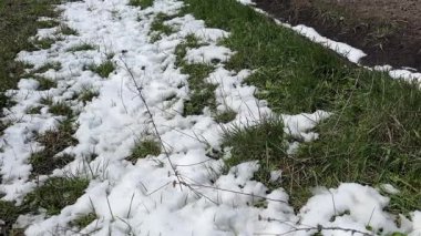 Çimenli tarla ve eriyen taze kar kalıntıları.