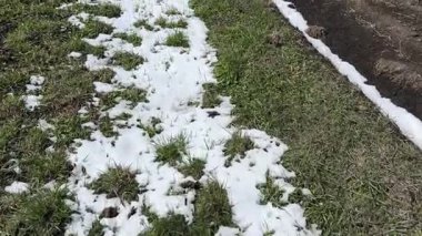 Çimenli tarla ve eriyen taze kar kalıntıları.