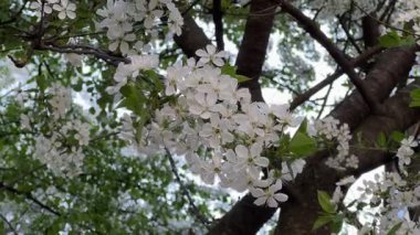 Bulanık arka planda çiçek açan kiraz ağacının dalı