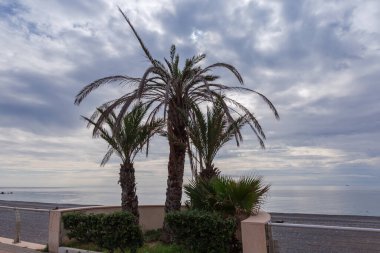 Birkaç süslemeli Phoenix Dactylifera, aynı zamanda hurma palmiyeleri olarak da bilinir kısmen kuru yaprakları ile deniz ve gökyüzü üzerinde büyüyen bir set bulutlu bir günde.