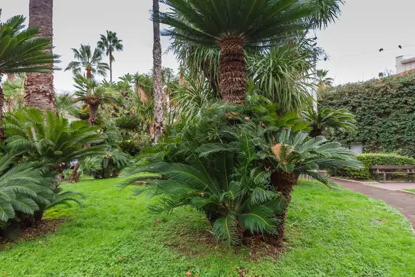 Sonbahar bulutlu bir günde farklı palmiyeler ekilen kamu bahçesinin bir bölümü