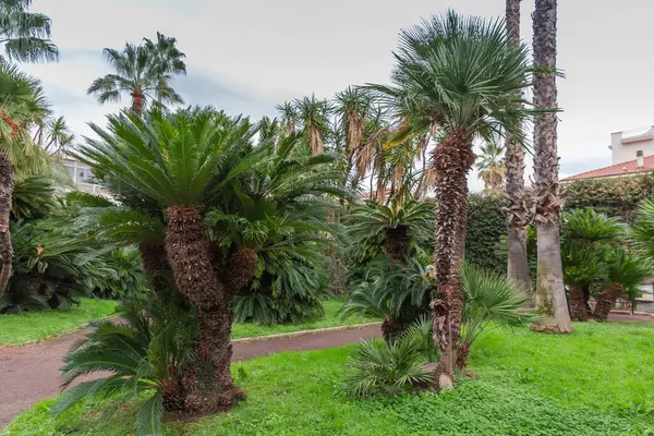 Sonbahar bulutlu bir günde farklı palmiyeler ekilen kamu bahçesinin bir bölümü