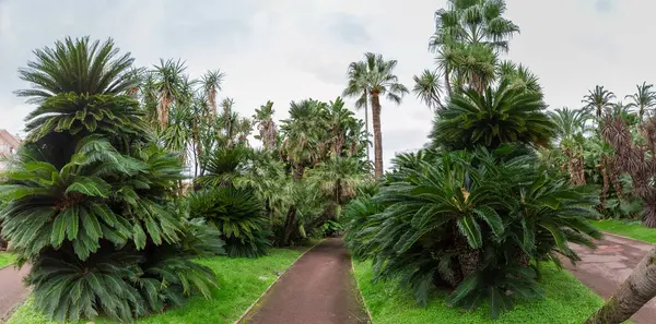 Kamu bahçesinin farklı palmiyelerle döşenmiş bir bölümü, sonbahar bulutlu günlerinde panoramik manzara