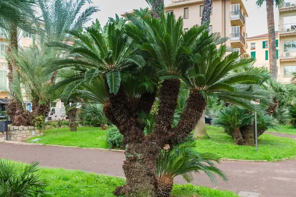 Akdeniz cüce palmiyesi veya kıyı kasabasının kamu bahçesinde büyüyen Avrupa fan palmiyesi, sonbahar bulutlu günlerinde görülür
