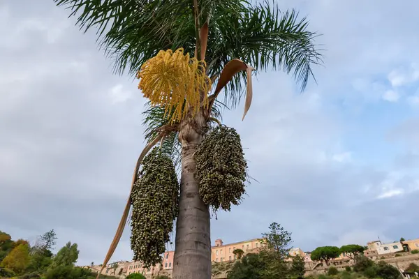 Tomurcuklanmış hurma ağaçlarının tepesinde yapraklar, kabarcıklar ve olgunlaşmamış meyveler vardır. Bulutlu gökyüzüne ve uzak binalara karşı.