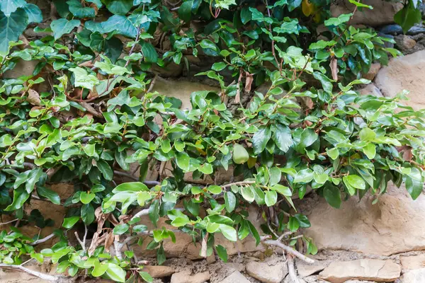 Ficus pumila 'nın kökleri, aynı zamanda incir tırmanışı olarak da bilinir, eski bir taş duvarda meyveler sürünür.