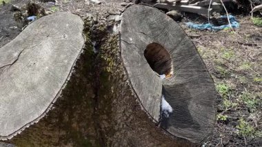 Baharın güneşli havasında çift tutam dişbudak ağacı.