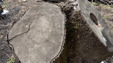 Baharın güneşli havasında çift tutam dişbudak ağacı.