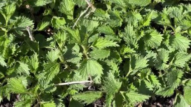 Güneşli bir günde, genç ısırgan otları.