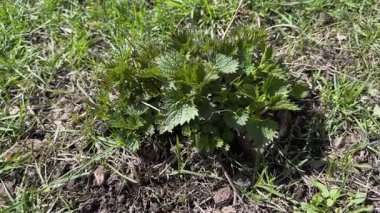 Güneşli bir günde ısırgan otu çalısı.