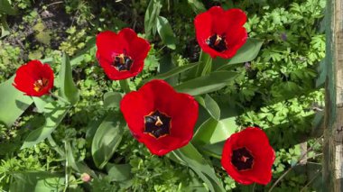 Çiçek açan lalelerin çalısı, güneşli bir günde kırmızı çiçeklerle