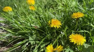 Çimlerin arasında çiçek açan karahindibalar.