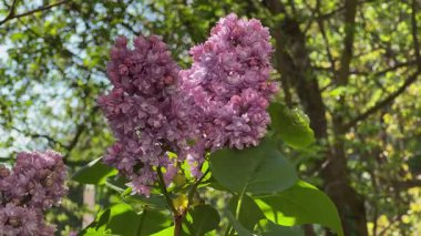 Bulanık arkaplanda mor leylak enfeksiyonları
