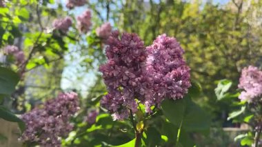 Bulanık arkaplanda mor leylak enfeksiyonları