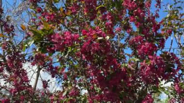 Çiçekli elma ağaçları, güneşli havada kırmızı çiçeklerle.