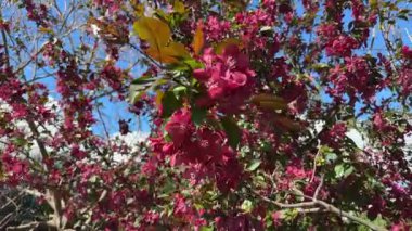 Güneşli havalarda kırmızı çiçeklerle süslenmiş elma dalı