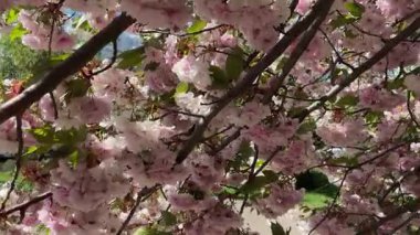 Çiçek açan kiraz ağacının dalları yakın plan.