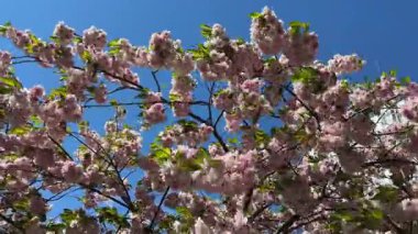 Çiçek açan kiraz ağacının dalları berrak gökyüzüne karşı