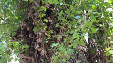 Güneşli bir günde siyah kavak gövdesi genç dallarla kaplanmış.