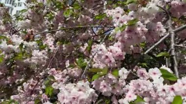 Çiçek açan kiraz ağacının dalları yakın plan.