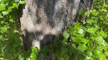 Eski siyah kavak ağacının gövdesi ve genç dalları.