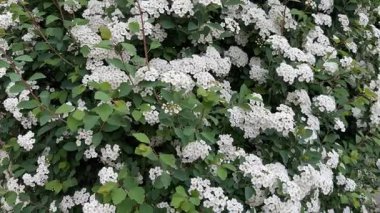 Bulutlu sabahta çiçek açan spiraea 'nın çalıları.