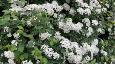 Bulutlu sabahta çiçek açan spiraea 'nın çalıları.