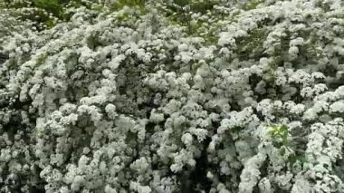Bulutlu bir sabahta ilerlerken çiçek açan spiraea çalıları