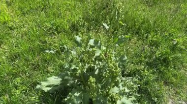 Güneşli bir sabahta çayırdaki Ermeni rıhtımında çalılık