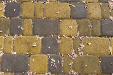 At kestanesinin dökülen çiçekleri kaldırım döşemeleriyle döşenmiş bir patikada, üst manzara kapalı bir günde, arka plan, doku