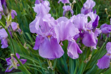 Bulanık bir arkaplanda açık mor süsen çiçeği. Bulutlu bir günde aynı çiçekler. Seçici bir odak noktasında yakın plan.