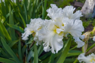 Bulutlu bir günde aynı çiçeklerin bulanık arka planında kıvrımlı yaprakları olan süsen çiçekleri seçici odak noktasında yakın plan görüntüsü