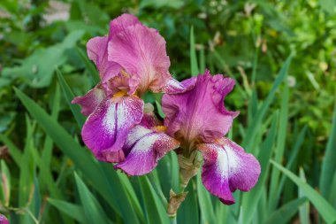 Bulanık bir arkaplanda iki mor-kahverengi iris çiçeği, seçici odak noktasında yakın çekim