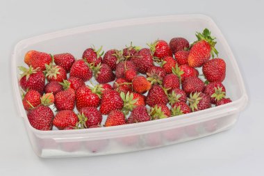 Gri bir arka planda, dikdörtgen plastik konteynırda yıkanmamış organik yetişmiş çilekler.