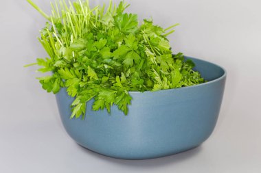 Maydanozun yeni toplanmış kütükleri. Mavi plastik mutfak kasesinde düz yapraklar var. Gri arka planda.